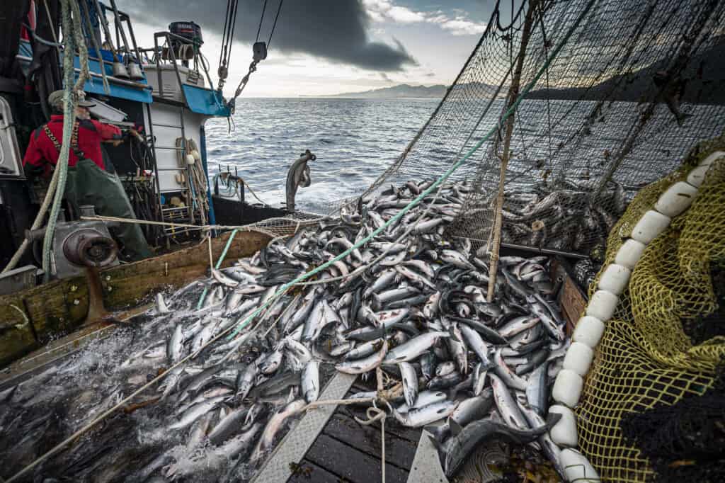 A fishing vessel with a net of salmons pilling onto the dock.