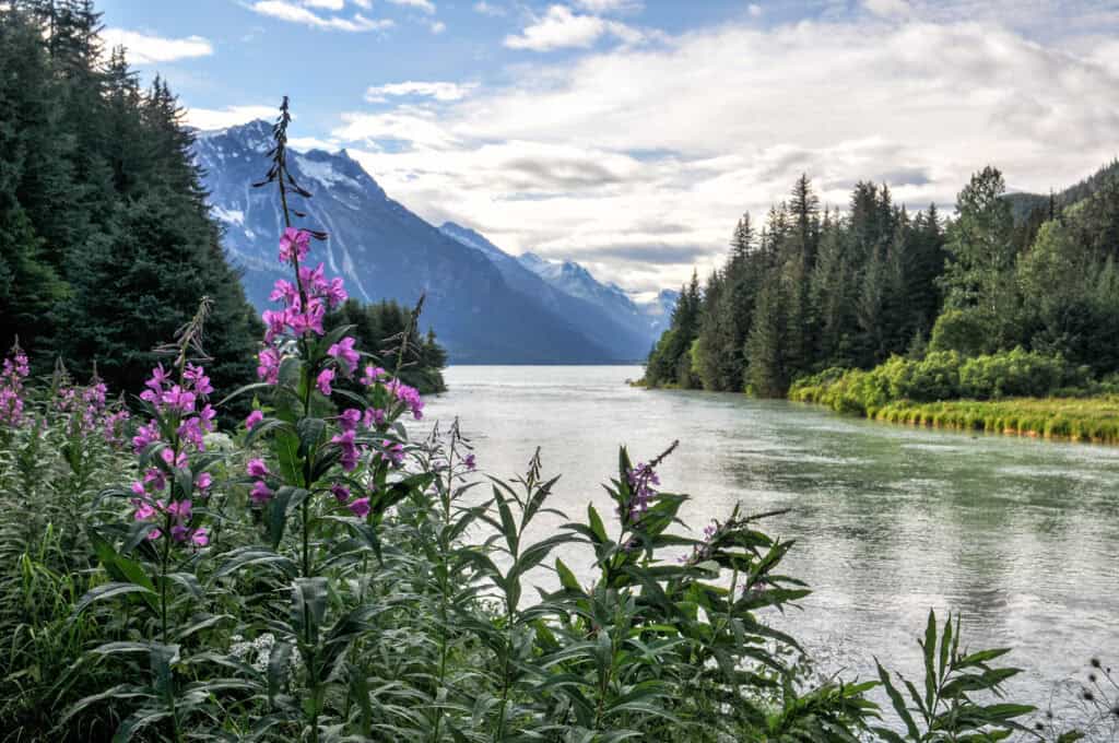 Fireweed flowers bloom in front of an ocean inlet, with mountains in the background.