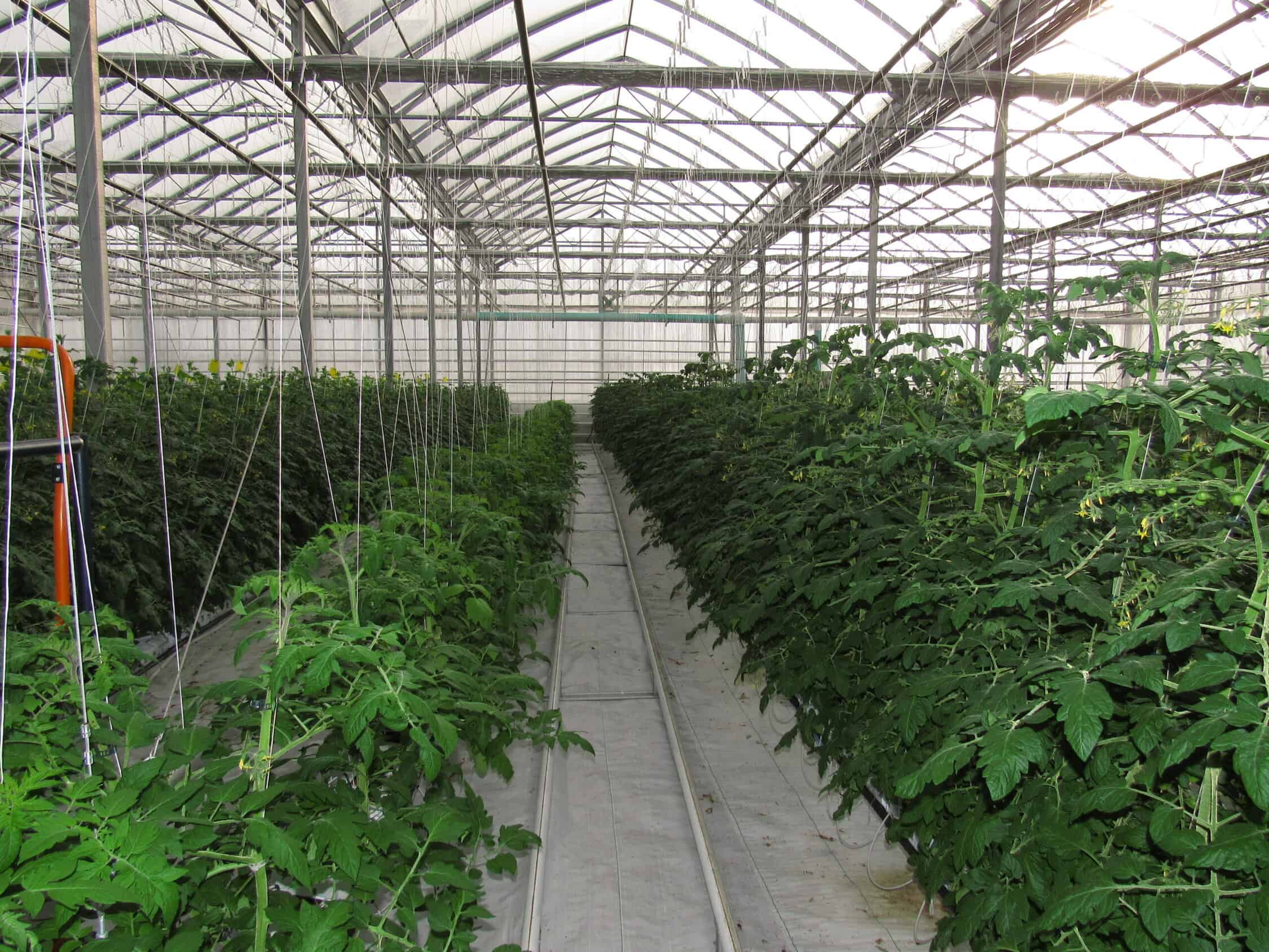 A large greenhouse with many plants growing in it.