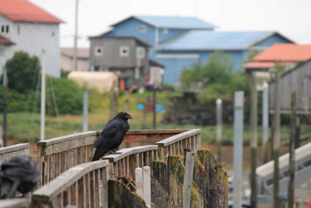 A harbor with boats and houses in the background.