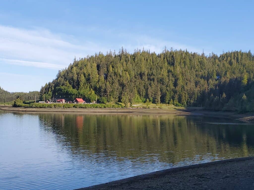 A shot of an evergreen forest with a body of water in front of it.
