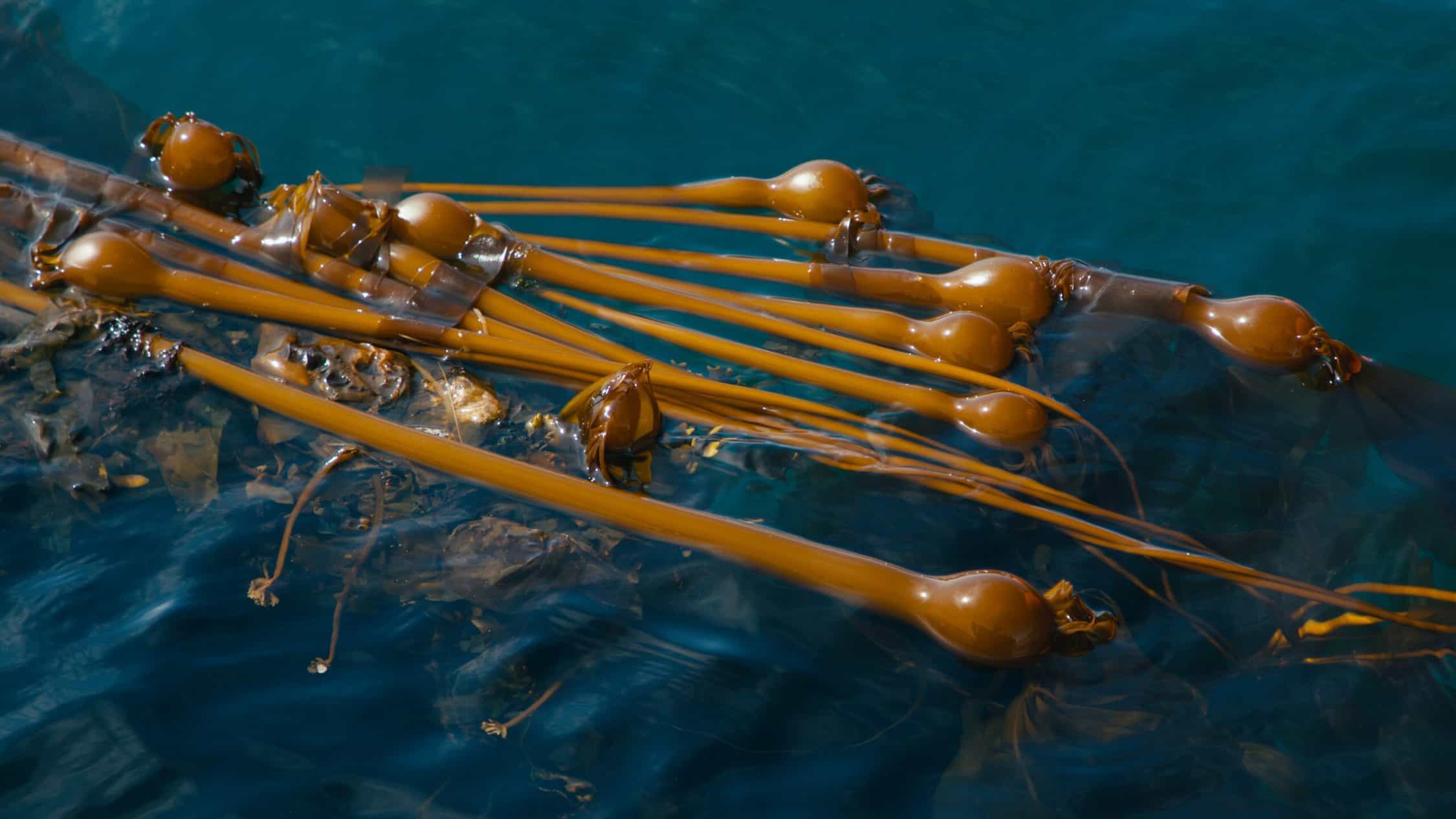 Bull kelp floating on the ocean's surface.